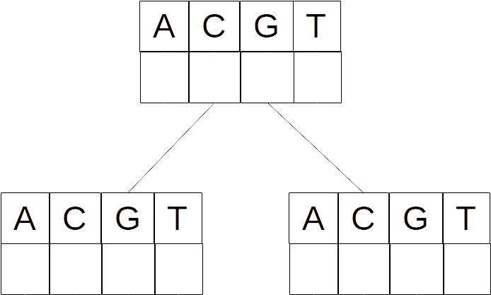 Small three-node tree, root and two leaves. At all nodes there's a blank array that contains 4 cells for each of the 4 DNA letters.